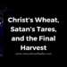 Christ’s Wheat, Satan’s Tares, and the Final Harvest