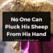 No One Can Pluck His Sheep From His Hand